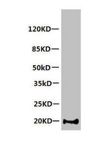 MB / Myoglobin Antibody - All lanes:Mouse anti-Human Myoglobin monoclonal antibody at 1ug/ml Lane 1:Myoglobin transfected 293 cell lysate Secondary HRP labeled Goat polyclonal to Mouse IgG at 1/3000 dilution Predicted band size : 17kd Observed band size : 20kd Additional bands at:23/25/40KD