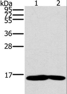 MB / Myoglobin Antibody - Western blot analysis of Mouse heart and muscle tissue, using MB Polyclonal Antibody at dilution of 1:600.