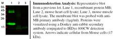 MB / Myoglobin Antibody - Immunodetection Analysis: Representative blot from a previous lot. Lane 1, recombinant protein MB; Lane 2, mouse heart cell lysate; Lane 3, mouse muscle cell lysate. The membrane blot was probed with antiMB primary antibody (1µg/ml). Proteins were visualized using a Donkey anti-rabbit secondary antibody conjugated to IRDye 800CW detection system. Arrows indicate cellular from Mouse cells (17 kDa).