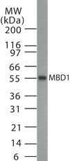 MBD1 Antibody - Western blot of MBD1 in HeLa cell lysate with anti-MBD1 pcAb. A protein band with an approximate molecular weight of 55 kD was detected.