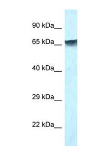 MBD1 Antibody - MBD1 antibody western blot of 293T Cell lysate. Antibody concentration 1 ug/ml.  This image was taken for the unconjugated form of this product. Other forms have not been tested.