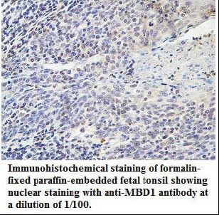MBD1 Antibody