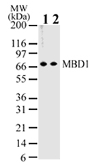 MBD1 Antibody - Western blot of MBD1 in HeLa cell lysate using antibody at 2 ug/ml (lane 1) and 1 ug/ml (lane 2).
