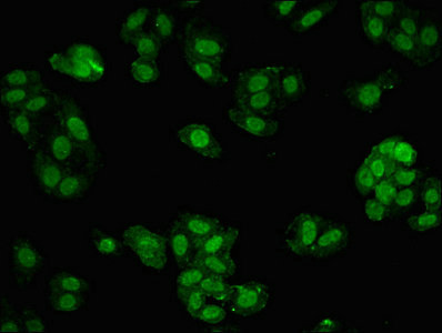 MBD1 Antibody - Immunofluorescent analysis of HepG2 cells at a dilution of 1:100 and Alexa Fluor 488-congugated AffiniPure Goat Anti-Rabbit IgG(H+L)