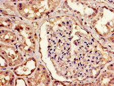 MBD1 Antibody - Immunohistochemistry image of paraffin-embedded human kidney tissue at a dilution of 1:100