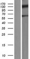 MBD1 Protein - Western validation with an anti-DDK antibody * L: Control HEK293 lysate R: Over-expression lysate