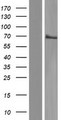 MBD1 Protein - Western validation with an anti-DDK antibody * L: Control HEK293 lysate R: Over-expression lysate