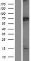 MBD1 Protein - Western validation with an anti-DDK antibody * L: Control HEK293 lysate R: Over-expression lysate