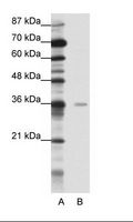 MBD2 Antibody - A: Marker, B: HepG2 Cell Lysate.  This image was taken for the unconjugated form of this product. Other forms have not been tested.