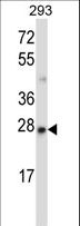 MBD3 Antibody - MBD3 Antibody western blot of 293 cell line lysates (35 ug/lane). The MBD3 antibody detected the MBD3 protein (arrow).