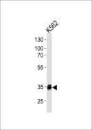 MBD3 Antibody - MBD3 Antibody western blot of K562 cell line lysates (35 ug/lane). The MBD3 antibody detected the MBD3 protein (arrow).