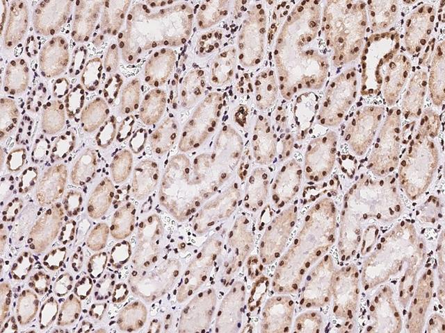 MBD5 Antibody - Immunochemical staining of human MBD5 in human kidney with rabbit polyclonal antibody at 1:200 dilution, formalin-fixed paraffin embedded sections.