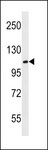 MBD6 Antibody - MBD6 Antibody western blot of mouse cerebellum tissue lysates (35 ug/lane). The MBD6 antibody detected the MBD6 protein (arrow).