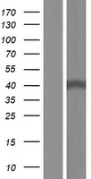 MBIP Protein - Western validation with an anti-DDK antibody * L: Control HEK293 lysate R: Over-expression lysate