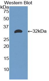 MBL2 / Mannose Binding Protein Antibody - Western blot of recombinant MBL2 / Mannose Binding Protein.  This image was taken for the unconjugated form of this product. Other forms have not been tested.