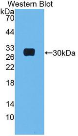 MBL2 / Mannose Binding Protein Antibody - Western Blot; Sample: Recombinant protein.
