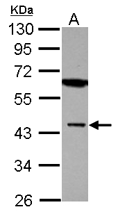 MBNL1 / MBNL Antibody - Sample (30 ug of whole cell lysate) A: U87-MG 10% SDS PAGE MBNL1 antibody diluted at 1:1000