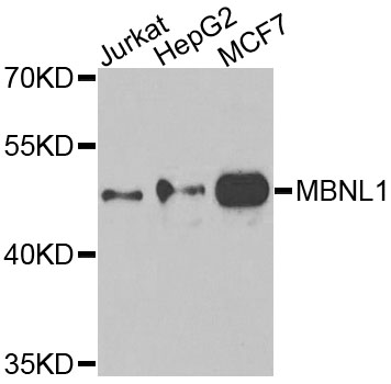 MBNL1 / MBNL Antibody - Western blot blot of extracts of various cells, using MBNL1 antibody.