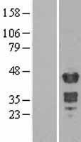 MBNL1 / MBNL Protein - Western validation with an anti-DDK antibody * L: Control HEK293 lysate R: Over-expression lysate