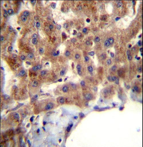 MBNL2 Antibody - MBNL2 Antibody immunohistochemistry of formalin-fixed and paraffin-embedded human liver tissue followed by peroxidase-conjugated secondary antibody and DAB staining.