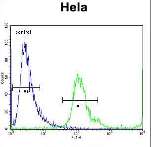 MBNL2 Antibody - MBNL2 Antibody flow cytometry of HeLa cells (right histogram) compared to a negative control cell (left histogram). FITC-conjugated goat-anti-rabbit secondary antibodies were used for the analysis.