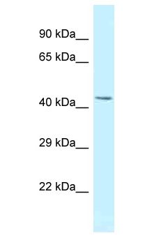 MBNL2 Antibody - MBNL2 antibody Western Blot of Rat Brain. Antibody dilution: 1 ug/ml.  This image was taken for the unconjugated form of this product. Other forms have not been tested.