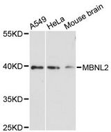 MBNL2 Antibody - Western blot analysis of extracts of various cell lines, using MBNL2 antibody at 1:3000 dilution. The secondary antibody used was an HRP Goat Anti-Rabbit IgG (H+L) at 1:10000 dilution. Lysates were loaded 25ug per lane and 3% nonfat dry milk in TBST was used for blocking. An ECL Kit was used for detection and the exposure time was 90s.
