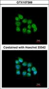 MBNL3 Antibody - Immunofluorescence of paraformaldehyde-fixed A431 using MBNL3 antibody at 1:200 dilution.