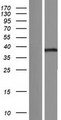 MBNL3 Protein - Western validation with an anti-DDK antibody * L: Control HEK293 lysate R: Over-expression lysate