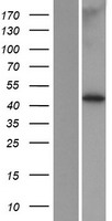 MBOAT7 / BB1 Protein - Western validation with an anti-DDK antibody * L: Control HEK293 lysate R: Over-expression lysate