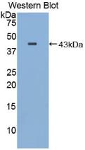 MBP Antibody