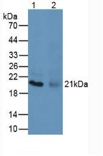 MBP Antibody