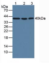 MBP Antibody