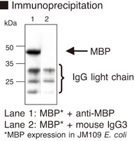 MBP / Maltose Binding Protein Antibody