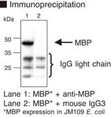 MBP / Maltose Binding Protein Antibody