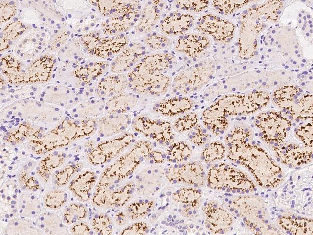 MBP / Maltose Binding Protein Antibody - Immunochemical staining of human MBL2 in human kidney with rabbit polyclonal antibody at 1:500 dilution, formalin-fixed paraffin embedded sections.