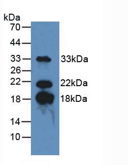 MBP / Myelin Basic Protein Antibody - Western Blot; Sample: Mouse Brain Tissue.