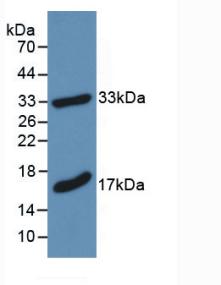 MBP / Myelin Basic Protein Antibody - Western Blot; Sample: Recombinant MBP, Mouse.