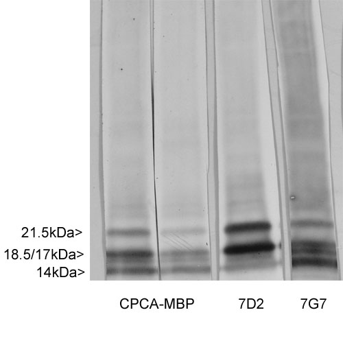 MBP / Myelin Basic Protein Antibody - Blots of crude rat spinal cord homogenate blotted with three MBP antibodies; chicken antibodies (first two lanes) 7D2 (indicated lane) and Myelin Basic Protein / MBP antibody (also as indicated). The 7D2 monoclonal binds the largest 21.5kDa and 18.5kDa transcripts preferentially, while the 7G7 and chicken antibodies bind all four transcripts.