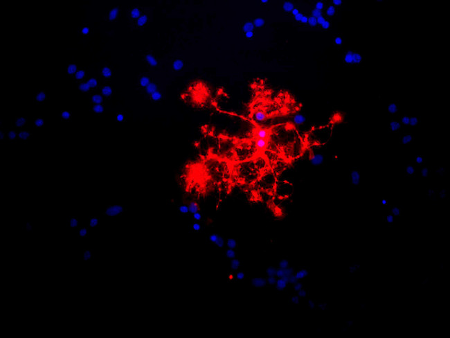 MBP / Myelin Basic Protein Antibody - Rat mixed neuron/glial cultures stained with Myelin Basic Protein monoclonal antibody Myelin Basic Protein / MBP antibody (red). Blue is a DNA stain. Note that the Myelin Basic Protein antibody stains an oligodendrocyte and some membrane shed from this cell. Other cells in the field include neurons, astrocytes, microglia and fibroblasts, all of which are completely negative.