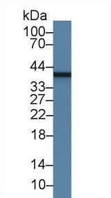 MBP / Myelin Basic Protein Antibody - Western Blot; Sample: Rat Cerebrum lysate; Primary Ab: 1µg/ml Mouse Anti-Human MBP Antibody Second Ab: 0.2µg/mL HRP-Linked Caprine Anti-Mouse IgG Polyclonal Antibody