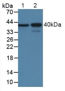 MBP / Myelin Basic Protein Antibody - Western Blot; Sample: Lane1: Rat Brain Tissue; Lane2: Porcine Brain Tissue.