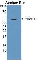 MBP / Myelin Basic Protein Antibody - Western Blot; Sample: Recombinant MBP, Human.