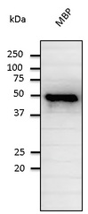 MBP / Myelin Basic Protein Antibody - Western blot. Anti-MBP antibody at 2000 dilution. Rabbit polyclonal to goat IgG (HRP) at 1:10000 dilution.