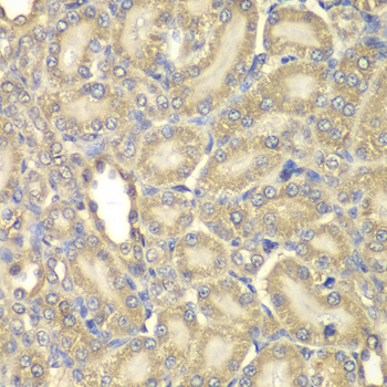 MBP / Myelin Basic Protein Antibody - Immunohistochemistry of paraffin-embedded rat kidney using MBP antibodyat dilution of 1:200 (40x lens).