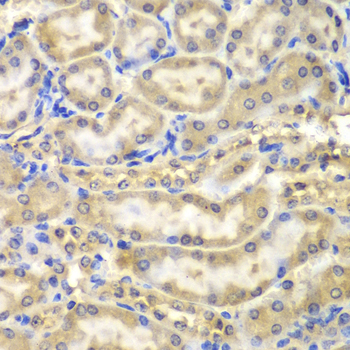MBP / Myelin Basic Protein Antibody - Immunohistochemistry of paraffin-embedded mouse kidney using MBP antibodyat dilution of 1:200 (40x lens).