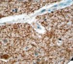 MBP / Myelin Basic Protein Antibody - IHC of Myelin Basic Protein on FFPE Brain tissue. This image was taken for the unmodified form of this product. Other forms have not been tested.