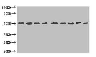 MBP Tag Antibody - MBP-tagged fusion protein(20ng/ml) was subjected to SDS-PAGE followed by Western Blot at dilution of Lane 1:1000 Lane 4:8000 Lane 7:64000 Lane 2:2000 Lane 5:16000 Lane 8:128000 Lane 3:4000 Lane 6:32000 Lane 9:256000 Secondary Goat polyclonal to Mouse IgG at 1/5000 dilution Predicted band size:50kd Observed band size:50kd