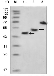 MBP Tag Antibody - Western blot using MBP mouse monoclonal antibody against various fusion protein with MBP tag.