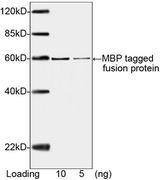 MBP Tag Antibody - Western blot of MBP-tagged fusion protein using MBP-tag Antibody, mAb, Mouse (MBP-tag Antibody, mAb, Mouse, 1 ug/ml) The signal was developed with IRDye 800 Conjugated Goat Anti-Mouse IgG. Predicted Size: 58 kD Observed Size: 58 kD 